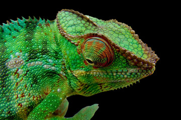 Poster - caméléon sur fond noir