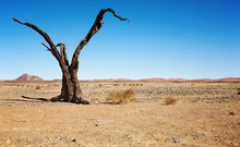 Dead Tree In Namib Desert