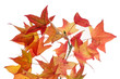 autumn colorful liquidambar