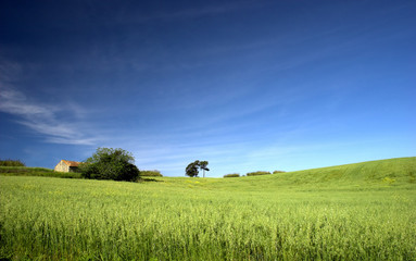 Wall Mural - Green field landscape