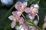 Fototapeta Storczyk - Orchideen Zuchtform