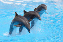 Trio Of Dolphins