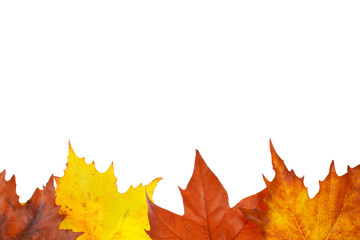 Wall Mural - Autumn border