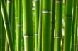 Leinwanddruck Bild - Bamboo forest