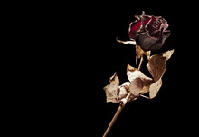 Dead Rose On Black