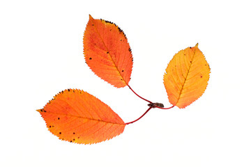 Wall Mural - Three autumn leaves