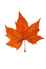 Wall Mural - One maple leaf