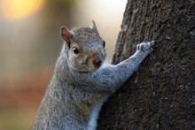 Squirrel Climbing Tree