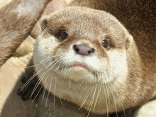 Otter Close-up (Amblonyx Cinereus)