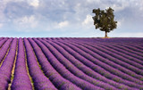 Fototapeta Krajobraz - Lavender field and a lone tree