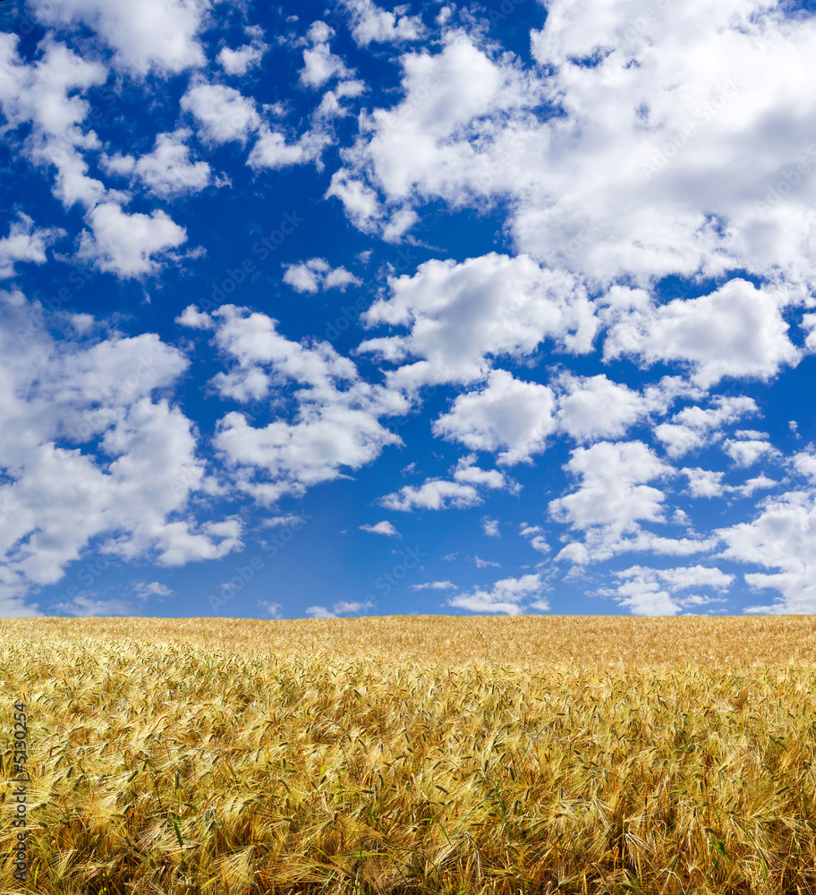 Beautiful wheat field under blue sky Stock Photo | Adobe Stock