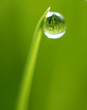 Droplet on green grass 
