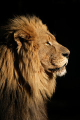 Poster - Big male African lion (Panthera leo)