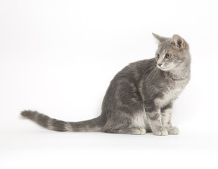 Wall Mural - Gray cat on white background