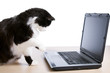 Leinwanddruck Bild - Cat uses a laptop