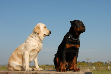 Poster - deux jeunes chiens