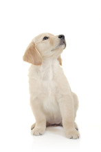 Curious Puppy Against White Background