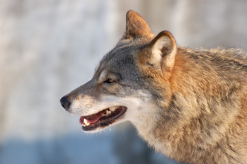  wolf