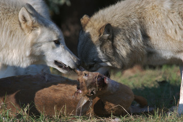 gray wolves with deer