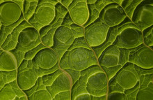 Mutant Green Leaf Background