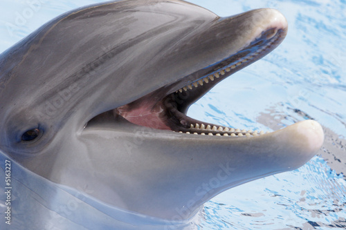 Board z aluminiowym obramowaniem Delfin śmiejąc się
