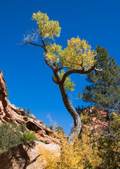 Wall Mural - Yellow Twisted Tree