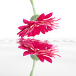 Leinwandbild Motiv reflet floral
