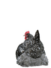 Nesting Hen  Isolated With Clipping Path