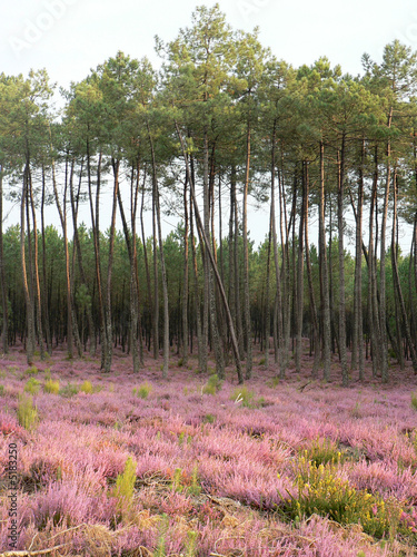 Plakat na papierze fotorealistycznym Krajobraz lasu Landes