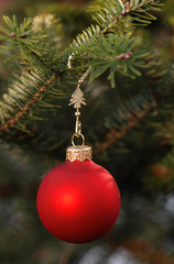 christmas tree ornamented with a red bauble