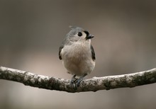 Tufted Titmouse Eating Seed