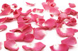 Pink petals