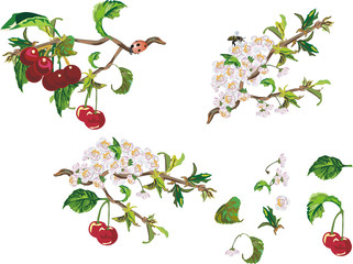 Wall Mural - ripe cherry and flowers