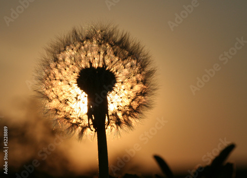 Naklejka na drzwi Pusteblume