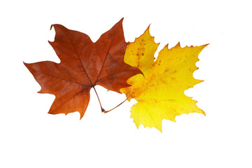 Wall Mural - Two maple leaves