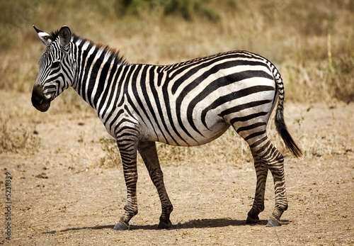 Plakat na papierze fotorealistycznym Zebra