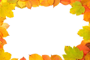 Wall Mural - Colorful leaves frame