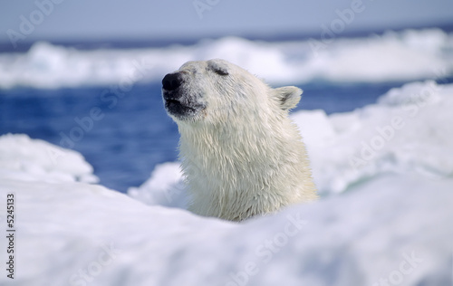 Tapeta ścienna Niedźwiedź polarny w krze
