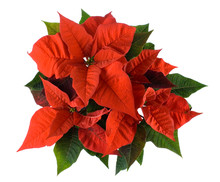 Christmas Decoration, Red Poinsettia