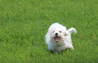 Running Bichon Frise Puppy