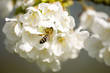 Leinwandbild Motiv Apfelblüte mit Biene
