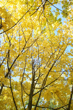 Autumn Trees With Yellow Leaves