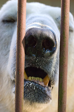 Angry Polar Bear Behind The Bars Closeup