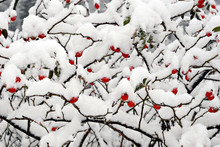 Dogrose Berries With Snow