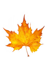 Wall Mural - One maple leaf