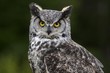 © Yves Gagnon - Great horned owl
