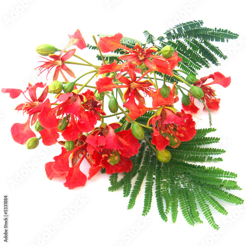 Fleurs De Flamboyant Buy This Stock Photo And Explore