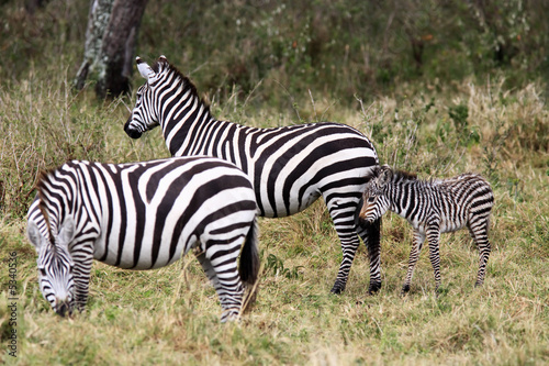 Plakat na papierze fotorealistycznym Zebra grevy s (equus grevyi)