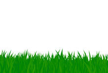 Illustrated Grass