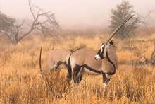 Gemsbok (Oryx Gazella) In The Mist